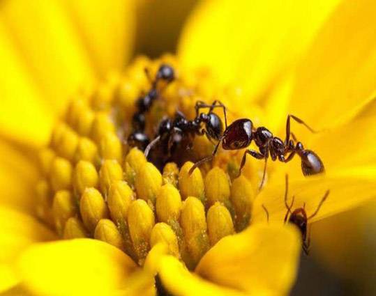مرگ «زنبورهای عسل» در اراضی زیر کشت محصولات تراریخته